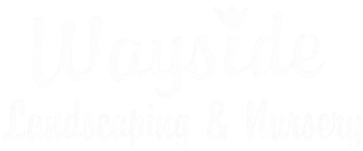 A white background with a few lines on it