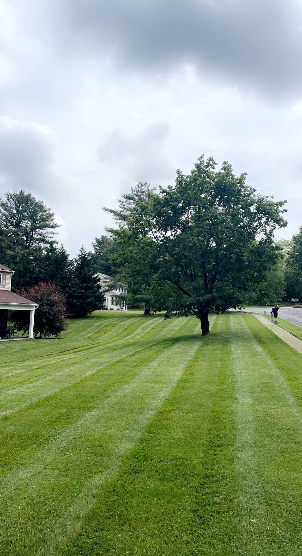 Freshly Mowed Lawn