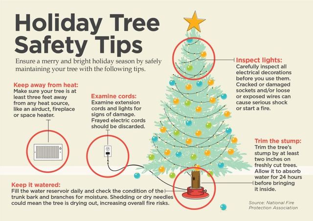 Winter Tree Damage Causes, Causes & Prevention