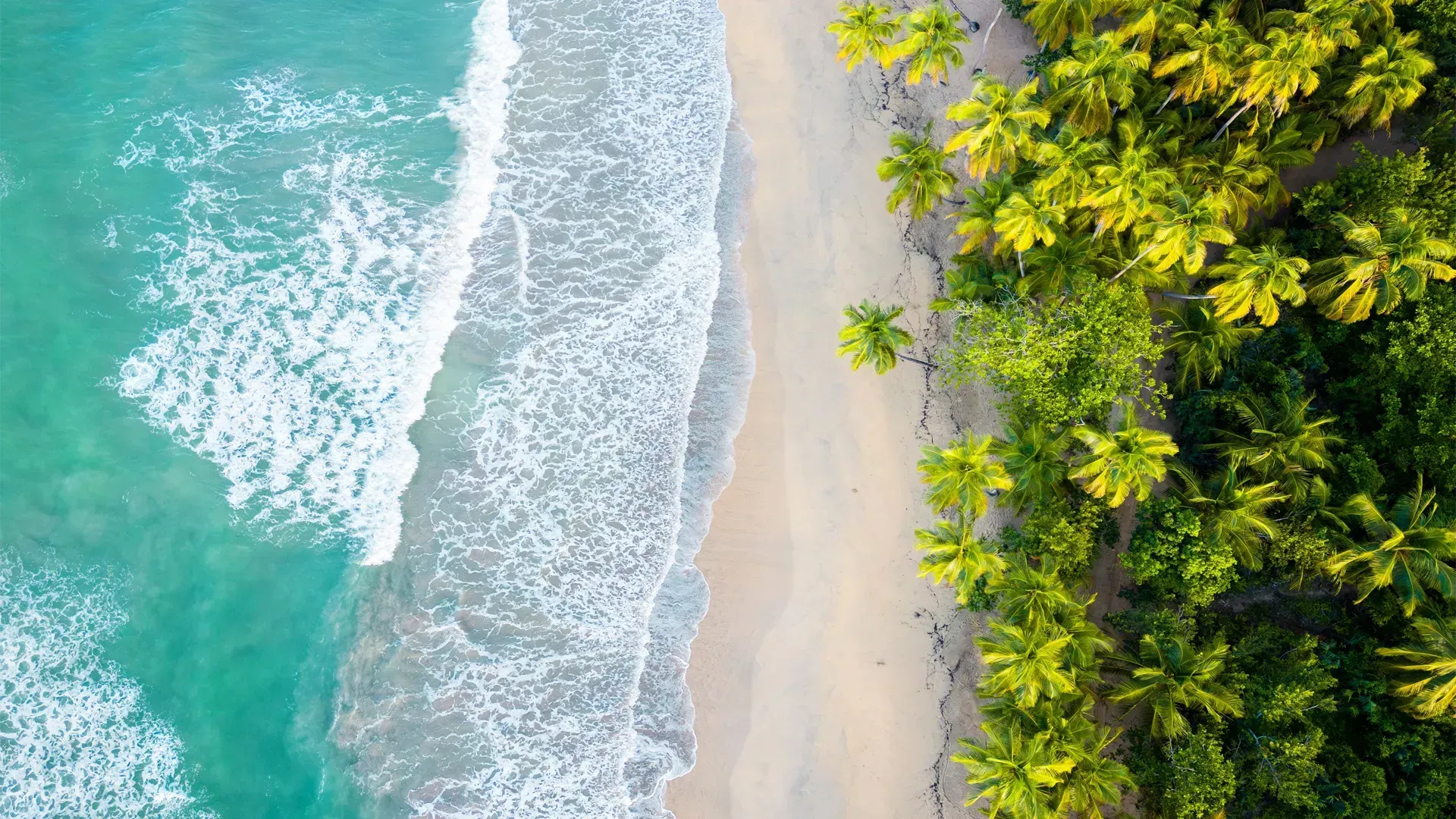 Beautiful beach breaking waves golden sands palm trees