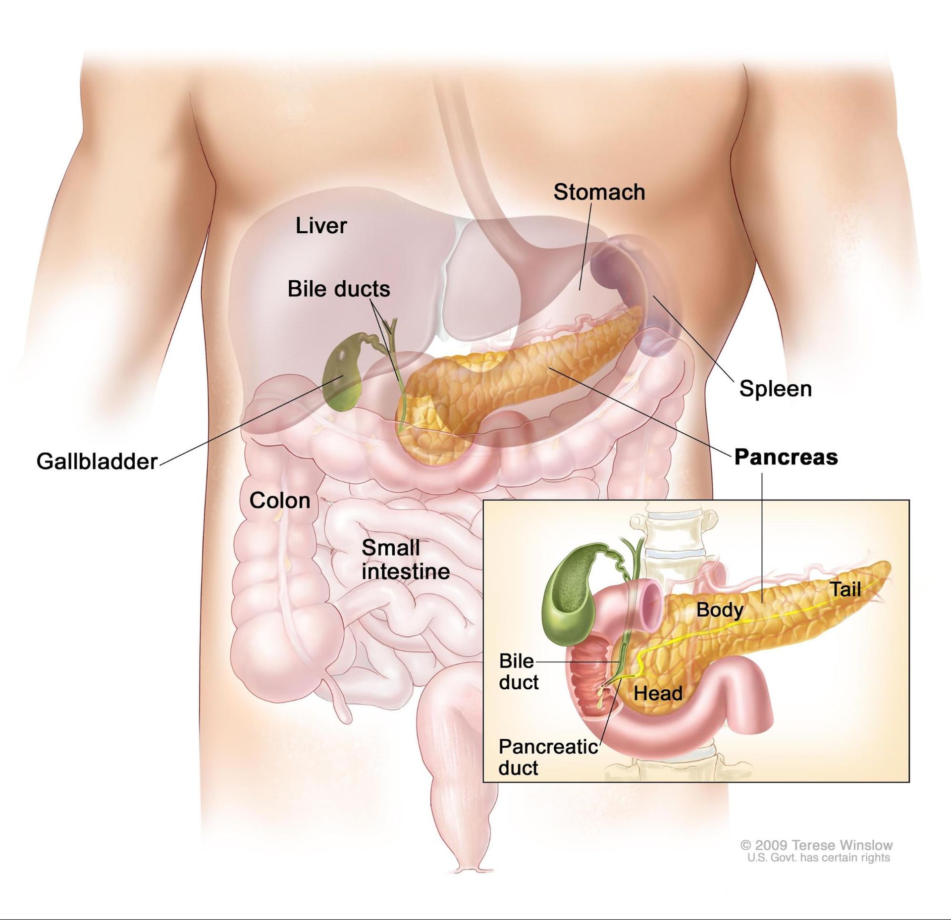 Kidney stone, urinary stone, ureteric stone, renal calculi, renal colic, nephrolithiasis