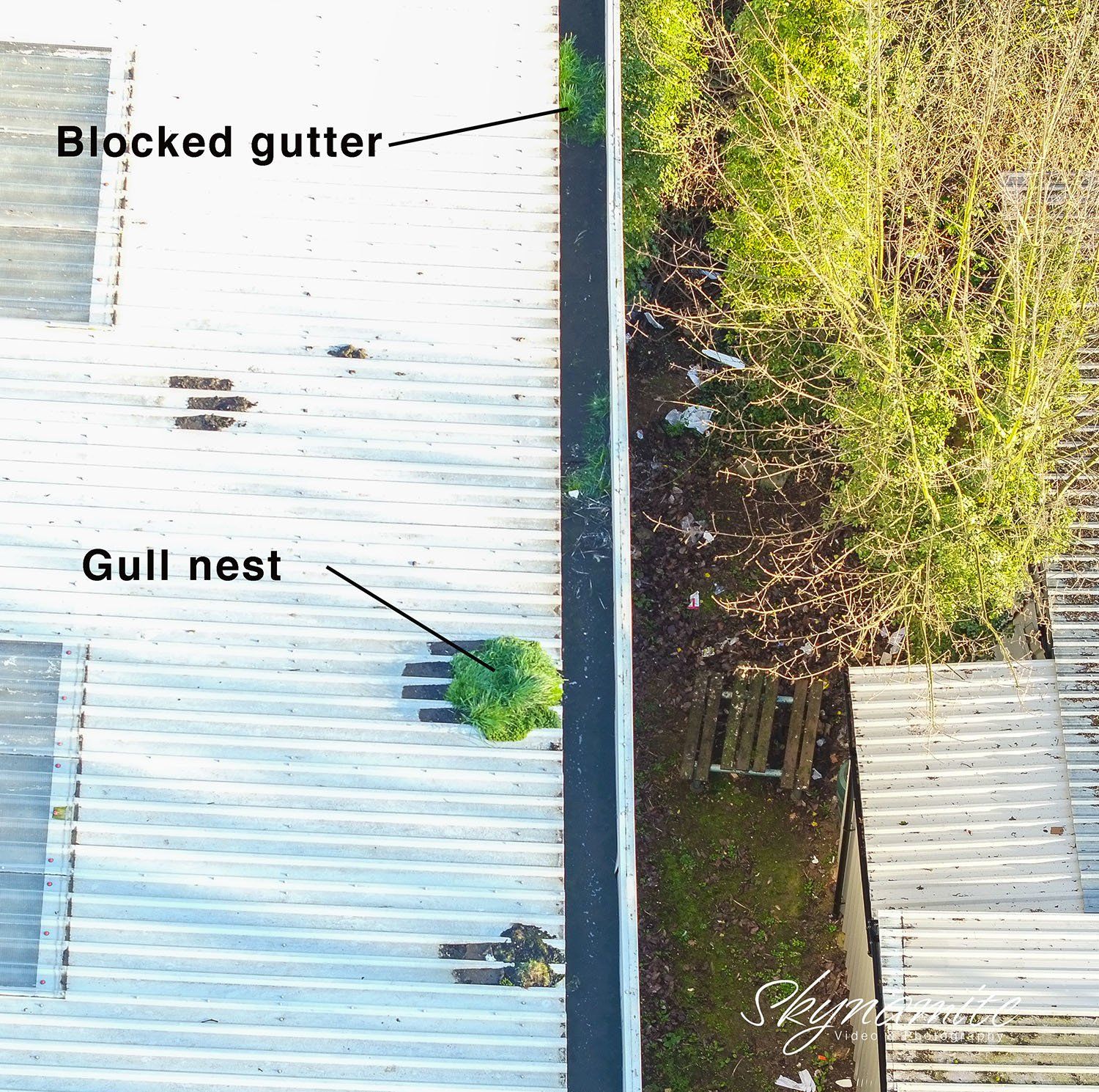 An aerial inspection picture of a factory roof with a blocked gutter and gull nest