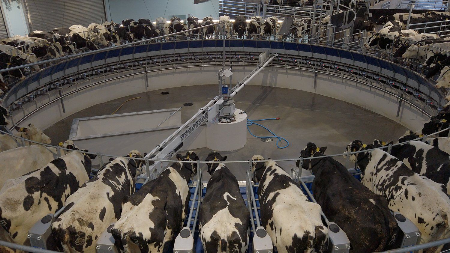Cows being milked on an automated milking parlour on a  farm in Somerset