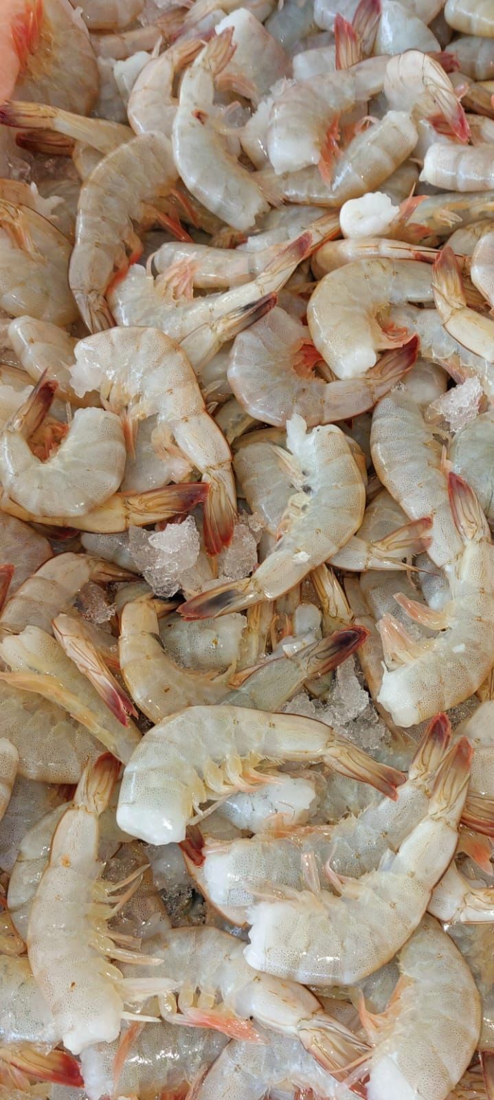 Pescheria Illi