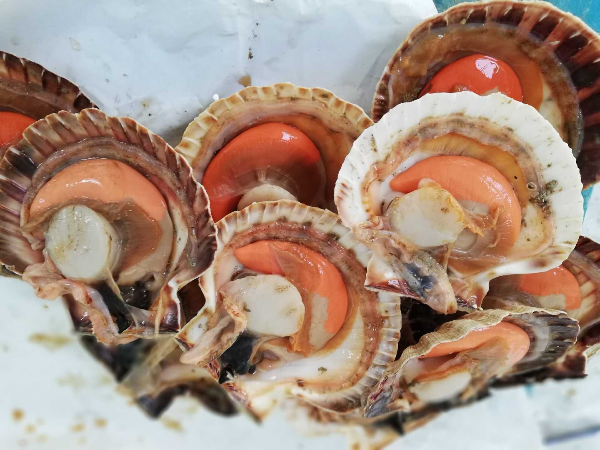 pescheria Illi nelle province di Treviso e Belluno