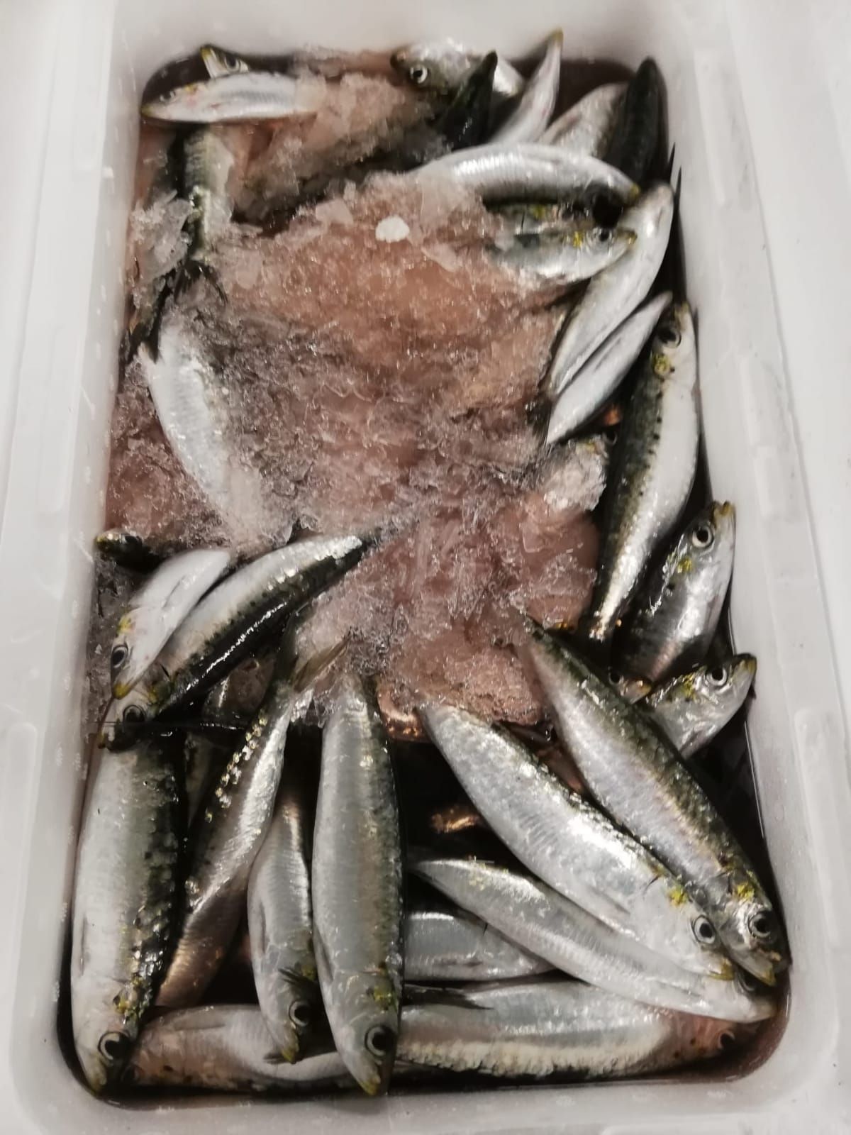 pescheria Illi nelle province di Treviso e Belluno
