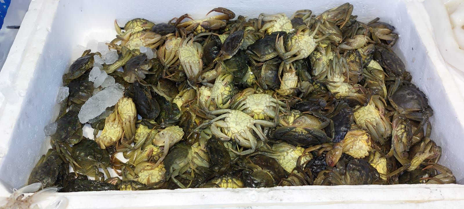 pescheria Illi nelle province di Treviso e Belluno