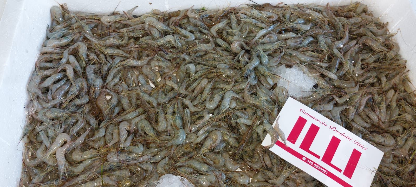 pescheria Illi nelle province di Treviso e Belluno