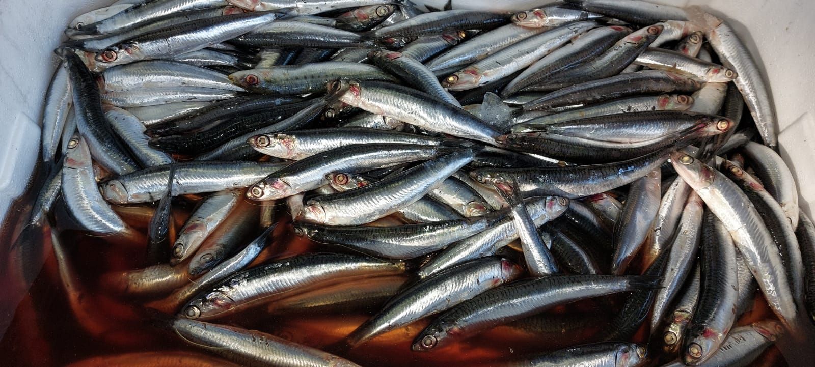 pescheria Illi nelle province di Treviso e Belluno