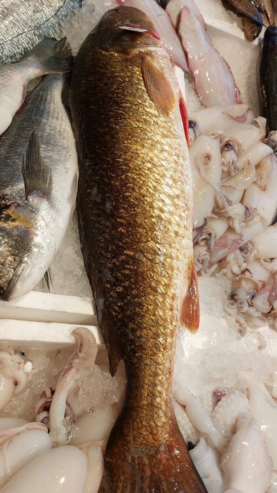 pescheria Illi nelle province di Treviso e Belluno