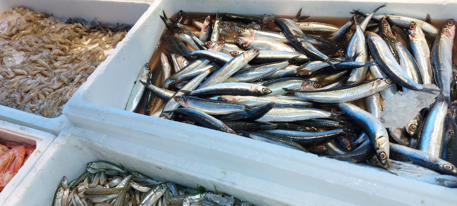 pescheria Illi nelle province di Treviso e Belluno