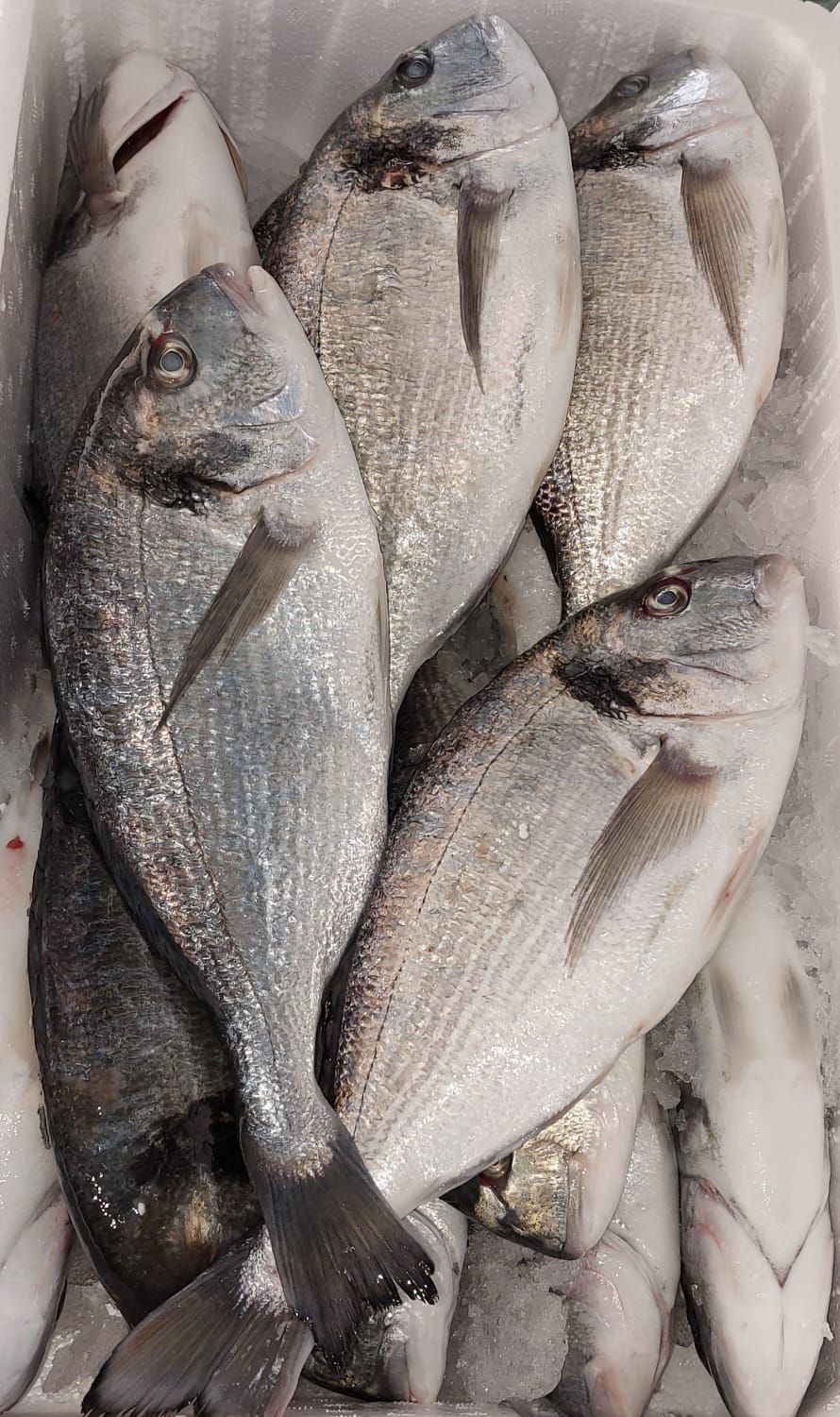 Pescheria Illi