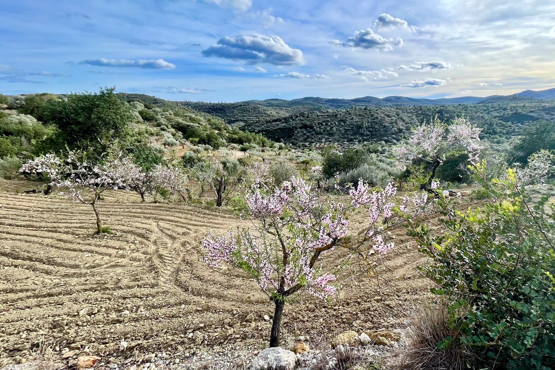 Bloeiende amandelbomen in een terrasvormig veld met glooiende heuvels en een gedeeltelijk bewolkte hemel.