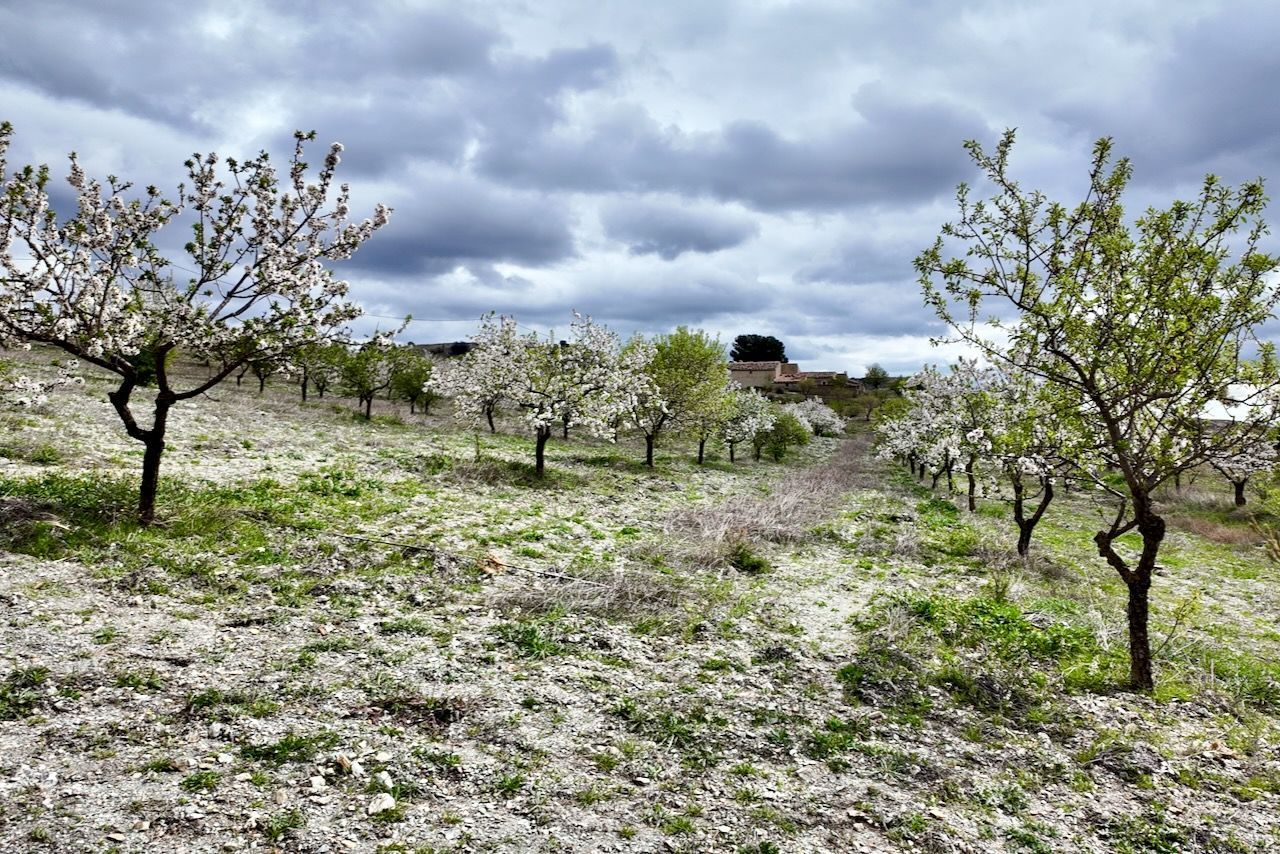 Rijen bloeiende fruitbomen in een boomgaard onder een bewolkte hemel.