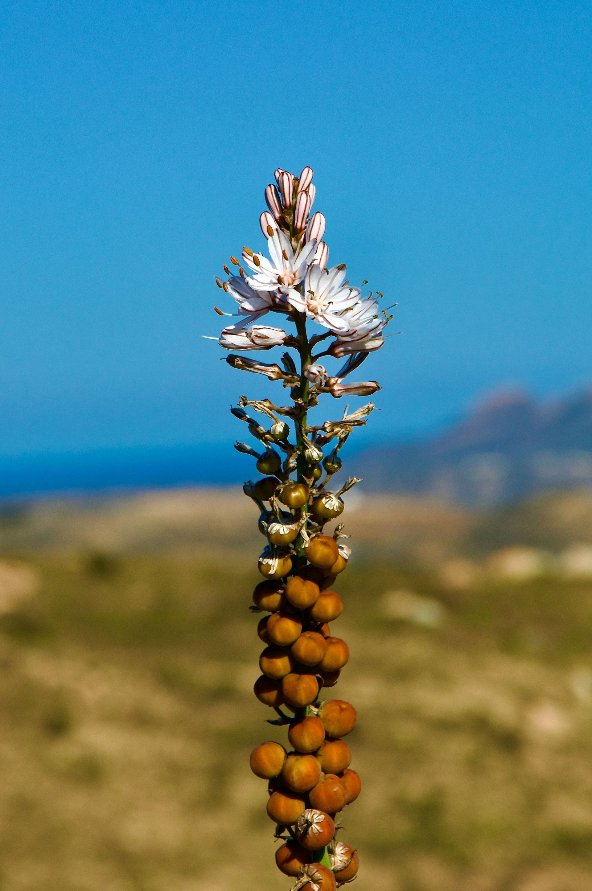 Een hoge, aarvormige bloem met witte bloesems aan de bovenkant en bruine, bolvormige zaaddozen eronder, tegen een wazige achtergrond.