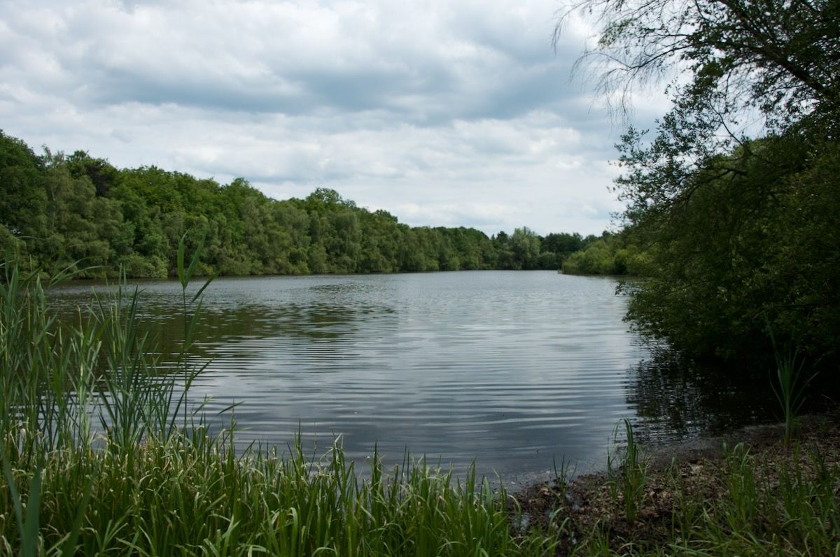 Looster Plassen Een groot wateroppervlak, omgeven door bomen op een bewolkte dag.