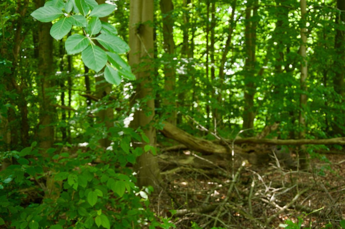 Rustgevende sfeer Een weelderig groen bos met veel bomen en takken