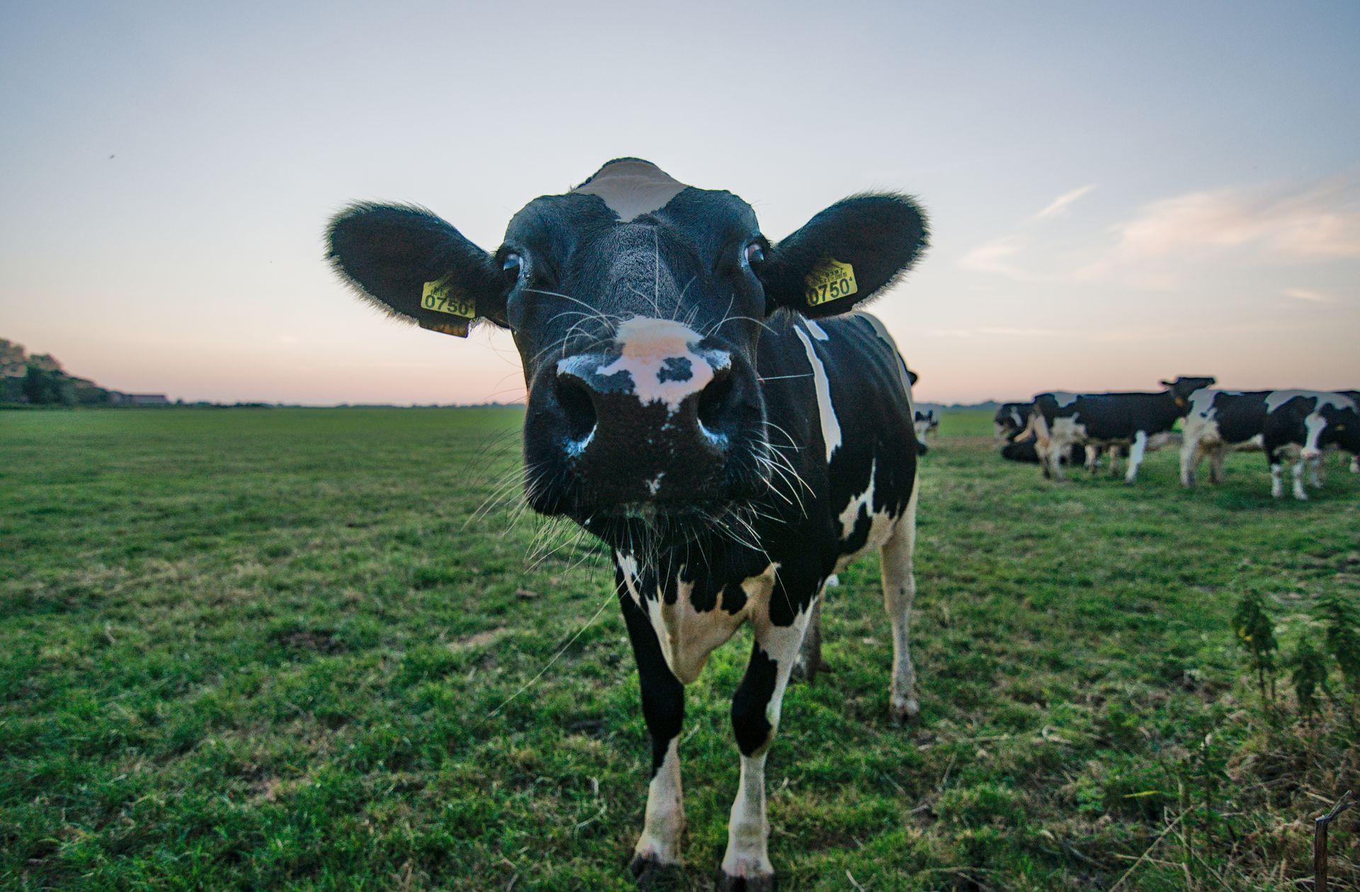 Foto van een koe die in een grasweide naar de camera kijkt, met in de verte een kudde die bij zonsondergang graast.