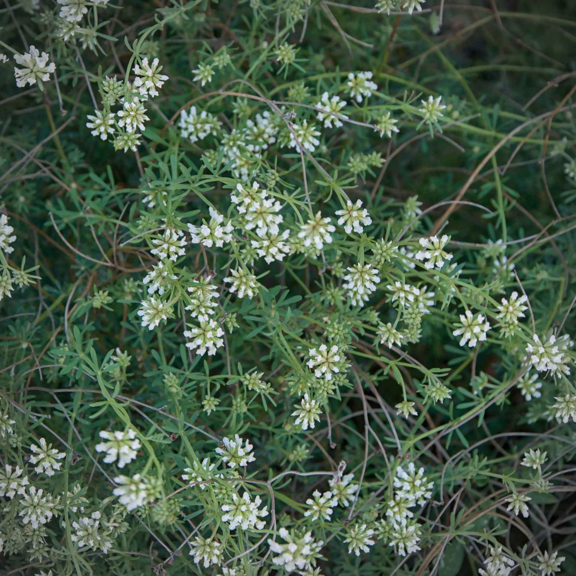 Kleine witte wilde bloemen met groen blad, die dicht in de buitenlucht groeien.