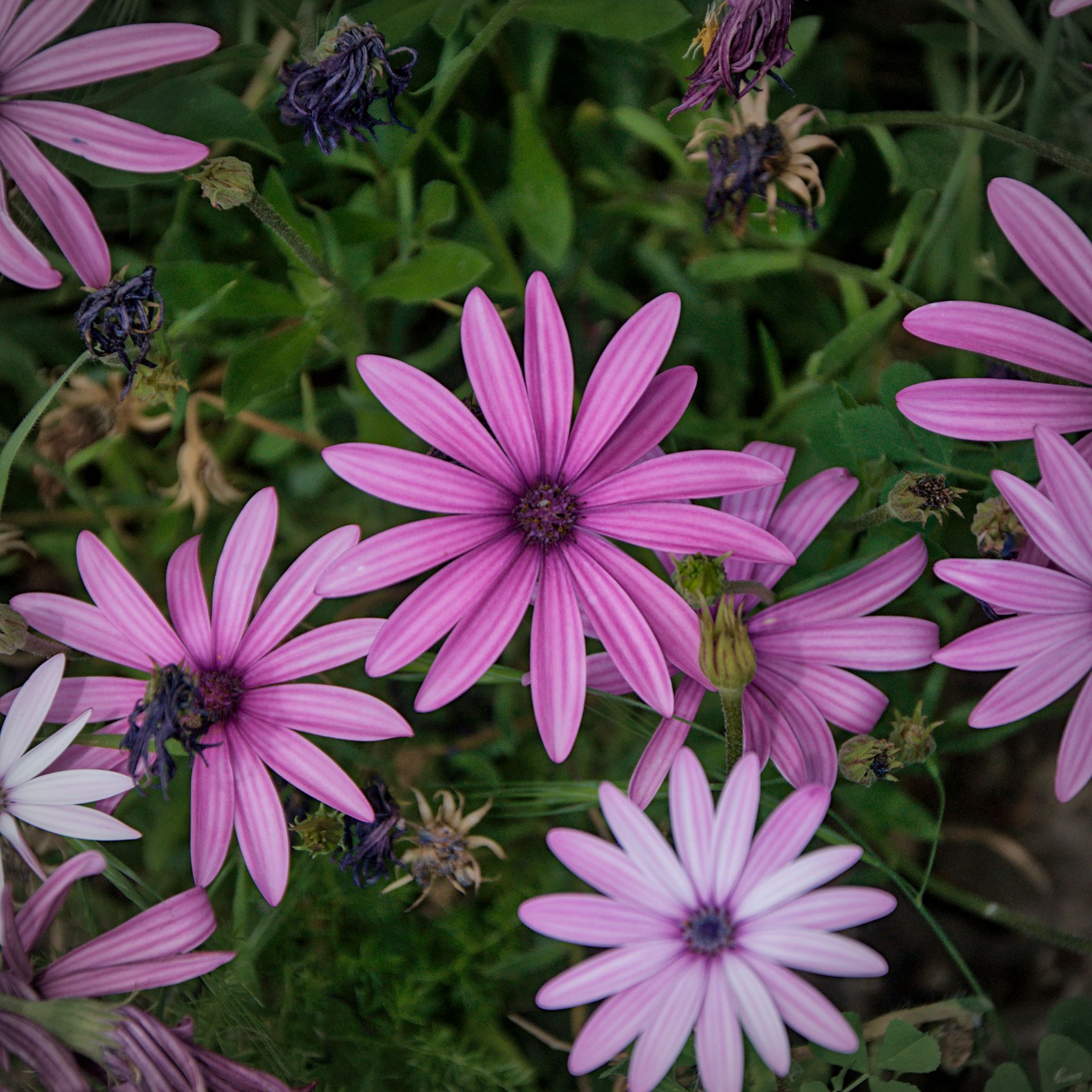 Roze en paarse margrietachtige bloemen bloeien tussen het groene blad.