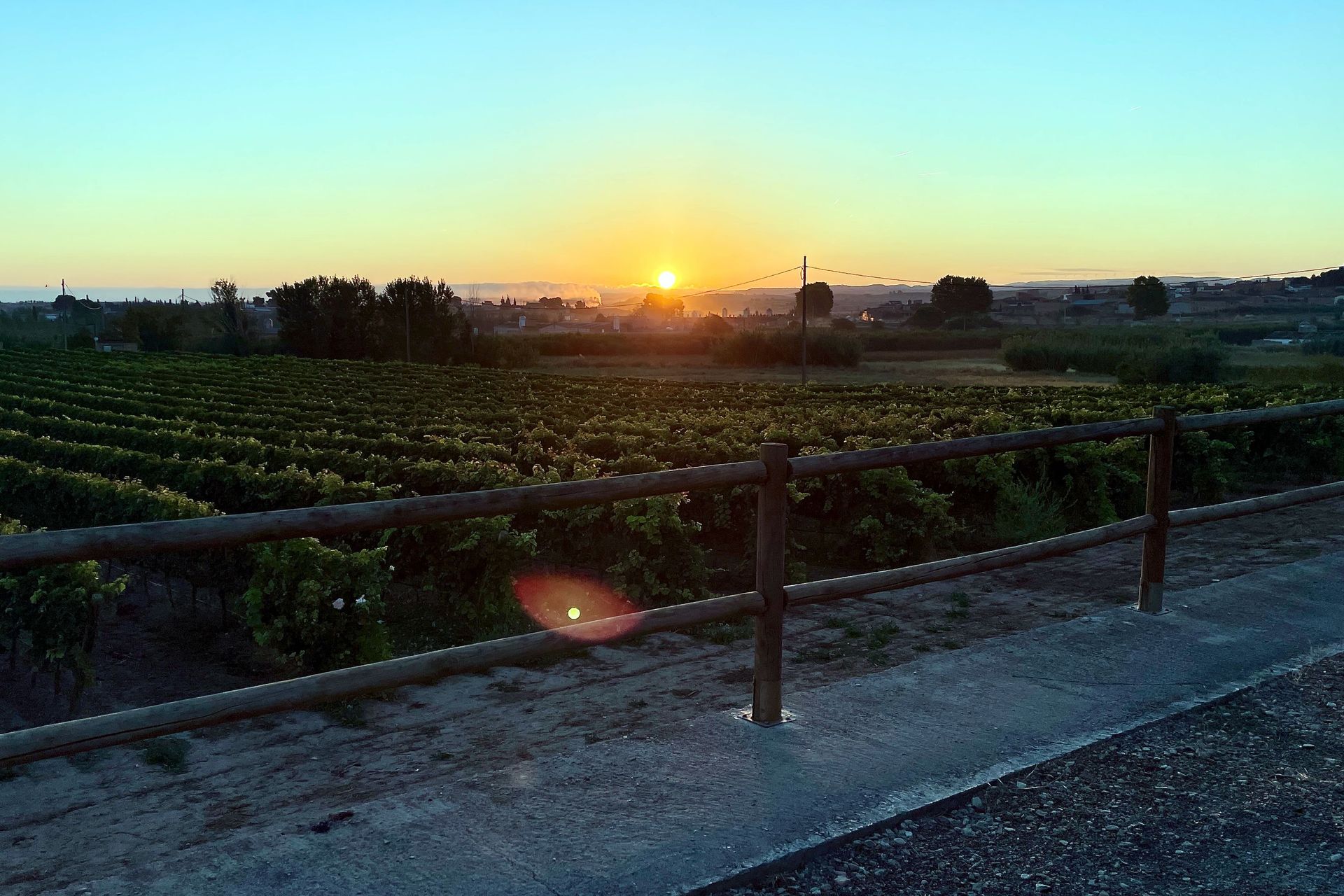 Zonsopkomst boven een wijngaard met houten hek.