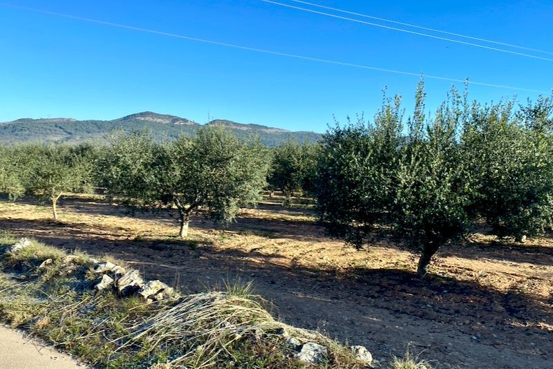 Olijfbomen in een veld met op de achtergrond een bergketen en een blauwe lucht.