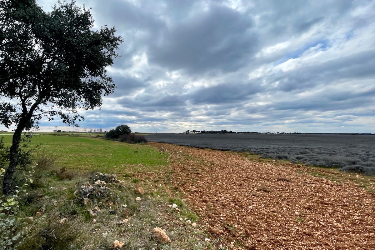 Uitzicht op lavendelvelden #2