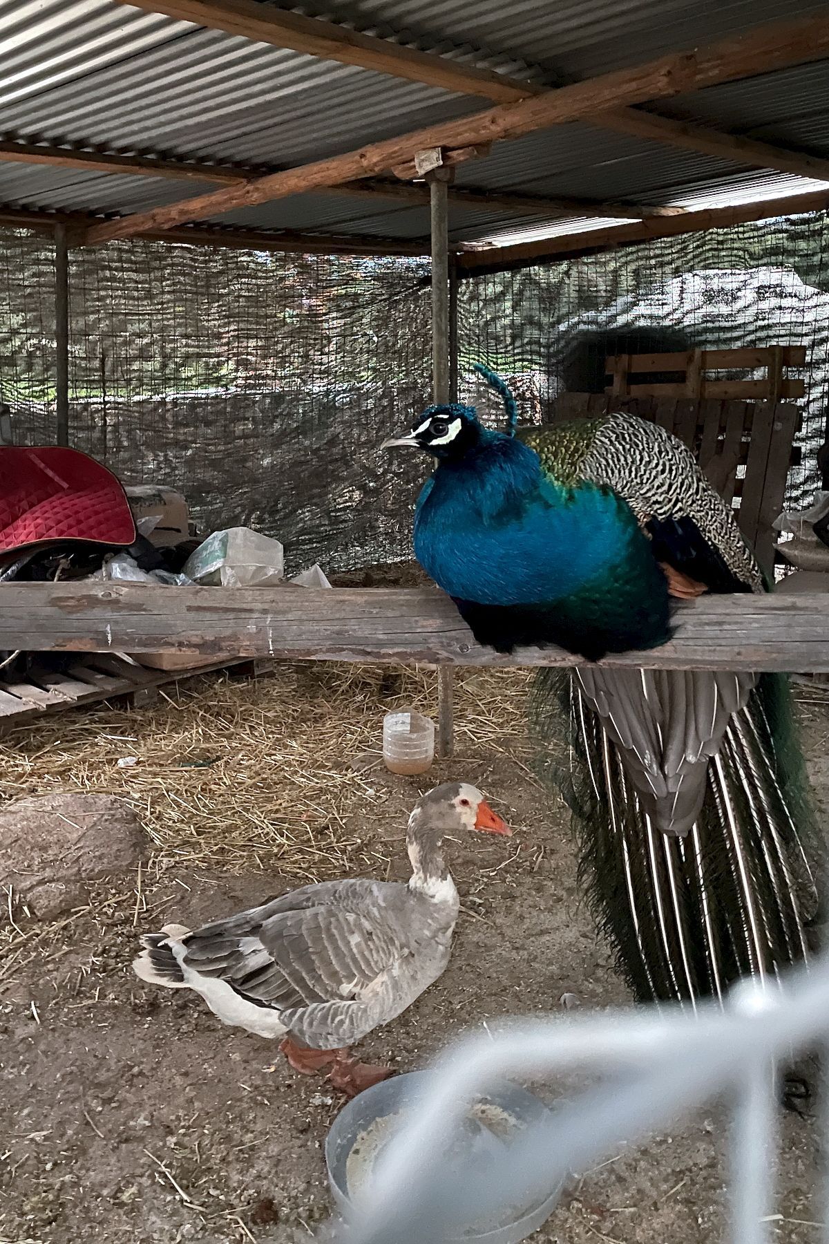 De pauw en de gans De pauw en de gans