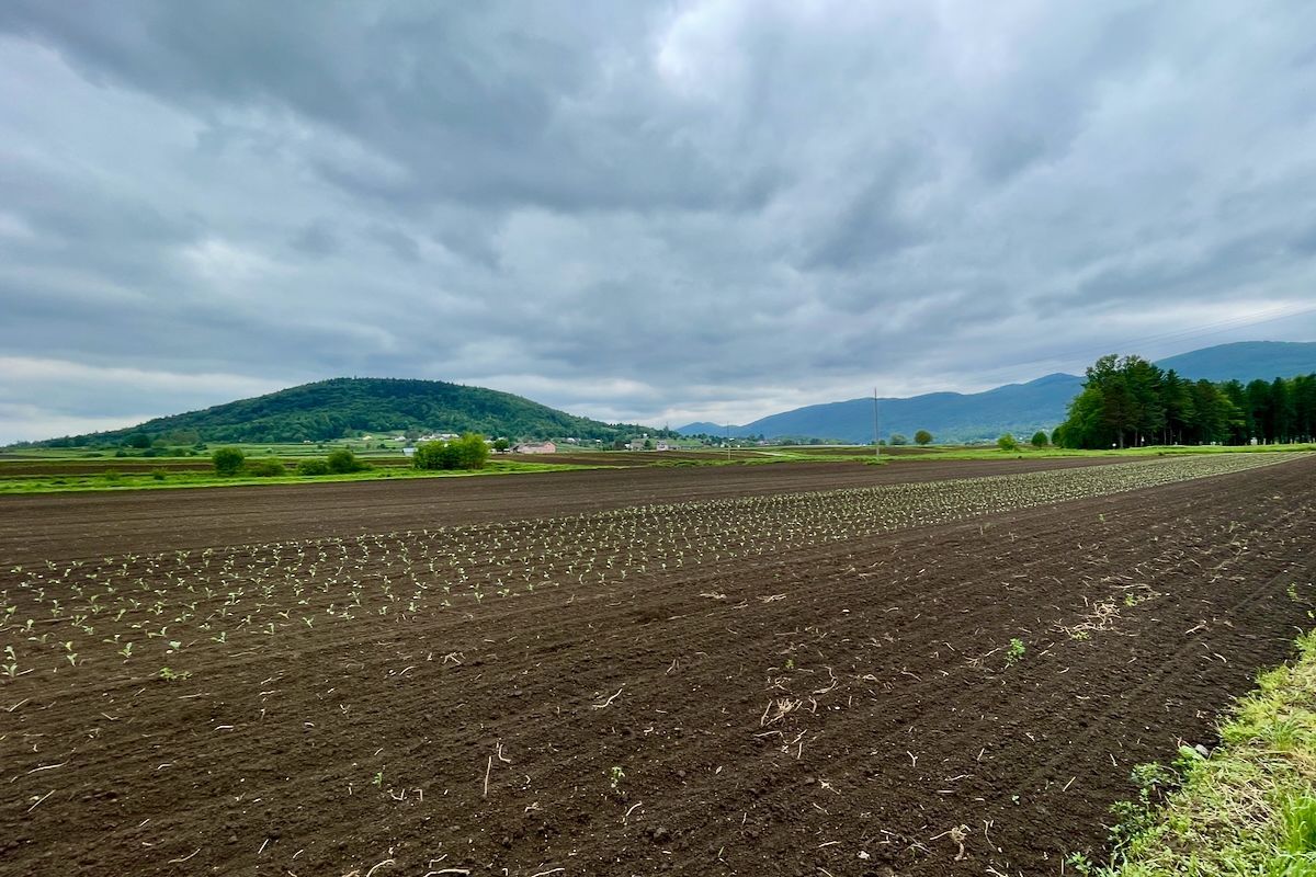 Landbouw in Kroatië Een veld met bergen op de achtergrond en een bewolkte lucht
