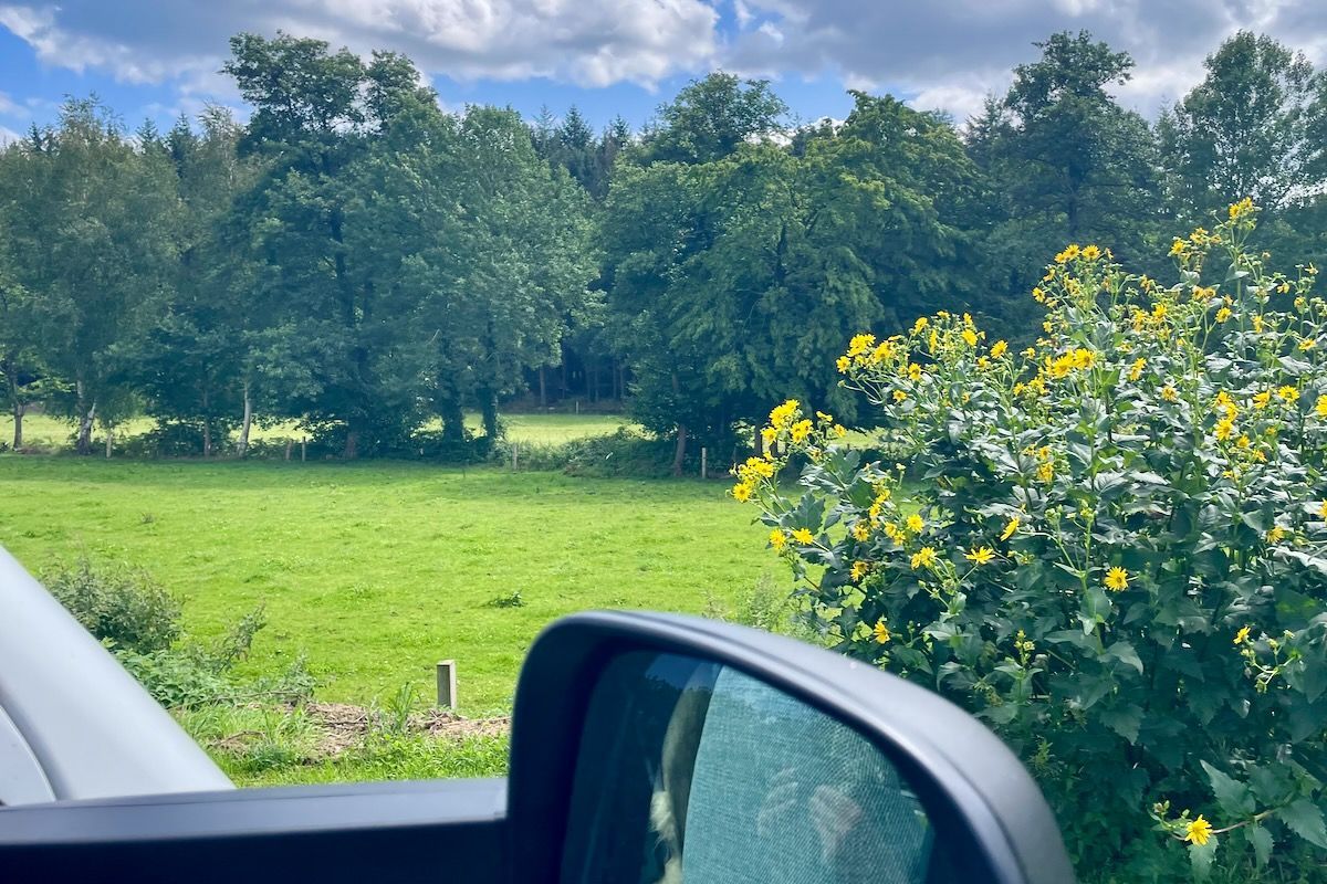 Ons uitzicht Groen veld en bomen op een zonnige dag, gezien vanuit de zijspiegel van een auto, met gele bloemen op de voorgrond.