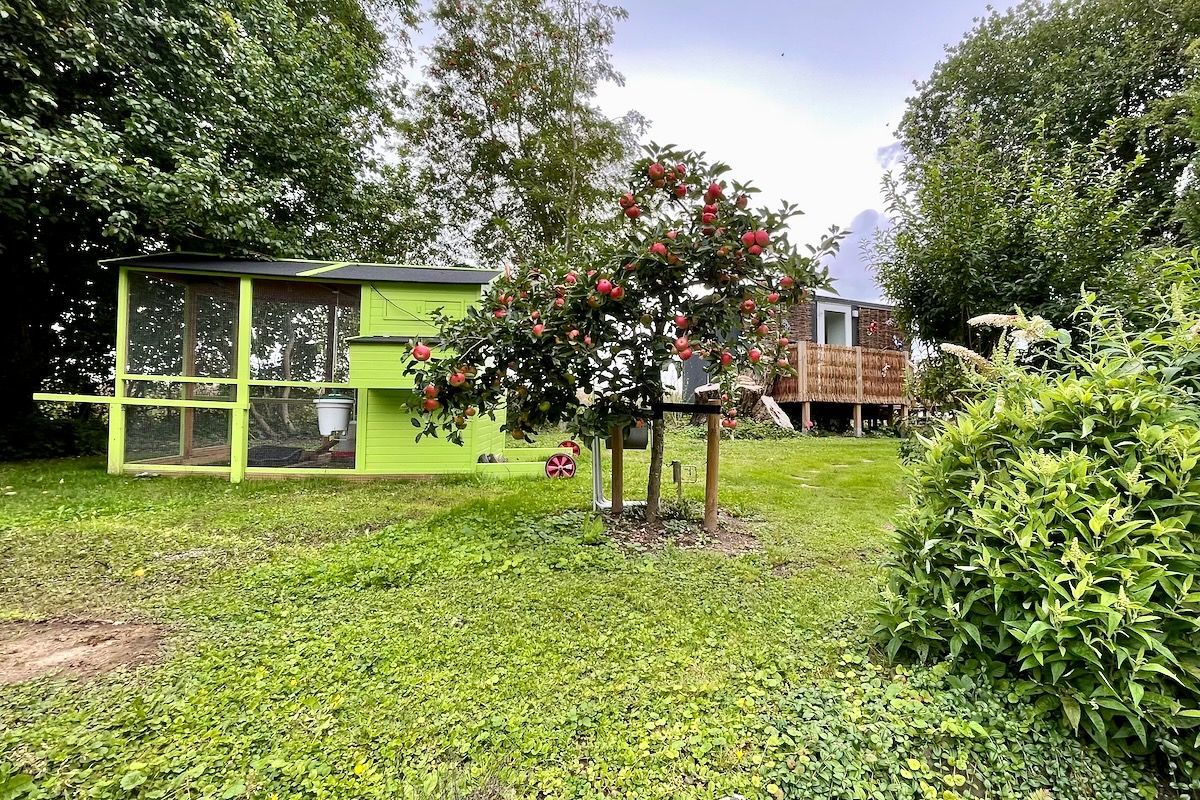 Kippenren, appelboom en gastenverblijf Groene structuren en bomen in een grasveld. Het ene bouwwerk is een kippenhok, het andere is een klein, verhoogd gebouw met een houten terras.