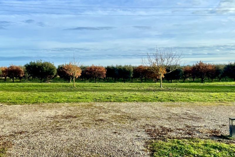 Groen veld en grindpad voor een rij bomen met groen, bruin en kaal gebladerte onder een blauwe lucht.