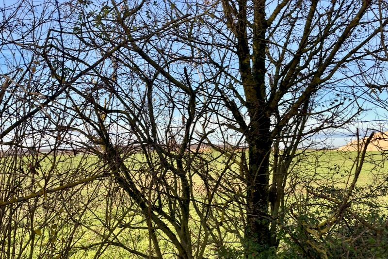 De takken van een boom steken af ​​tegen een bewolkte lucht, met een veld op de achtergrond.