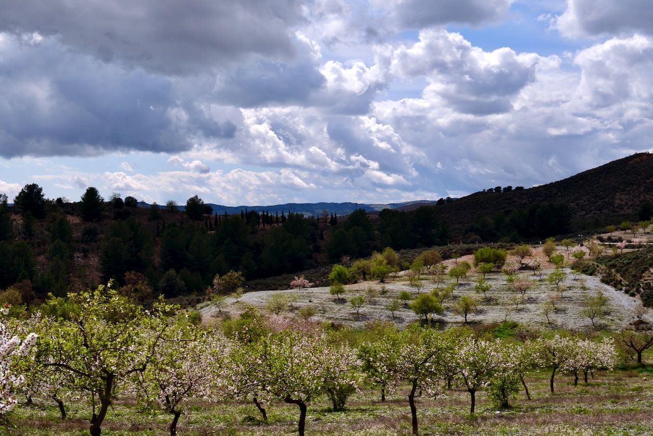 Een boomgaard met rijen bloeiende fruitbomen onder een bewolkte hemel, met heuvels en bos in de verte.