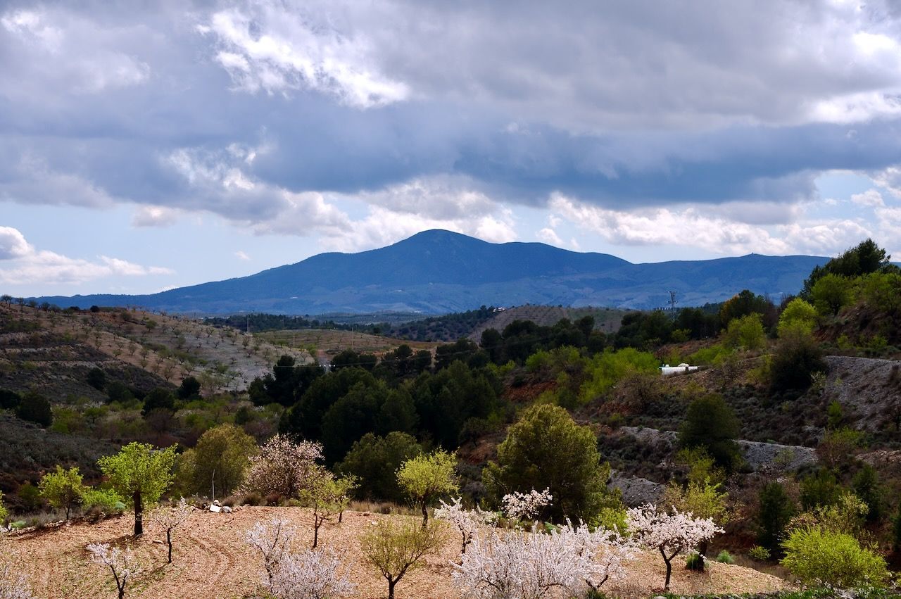 Een landschap met bloeiende witte bomen op de voorgrond, glooiende groene heuvels in de verte en een blauwe berg onder de wolken.
