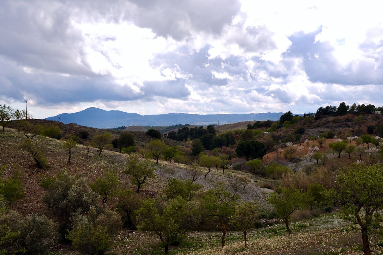 Glooiende heuvels bedekt met kleine bomen en struiken onder een bewolkte hemel, met in de verte bergen op de achtergrond.