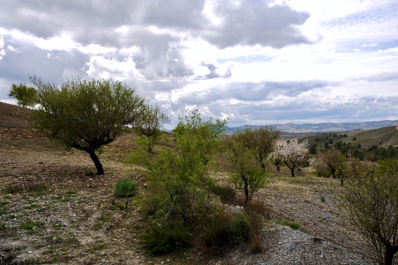 Een amandelboomgaard op een rotsachtige, oneffen helling onder een bewolkte hemel.