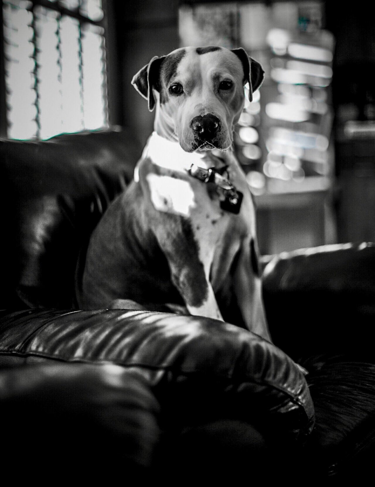 Calm dog resting on couch at home