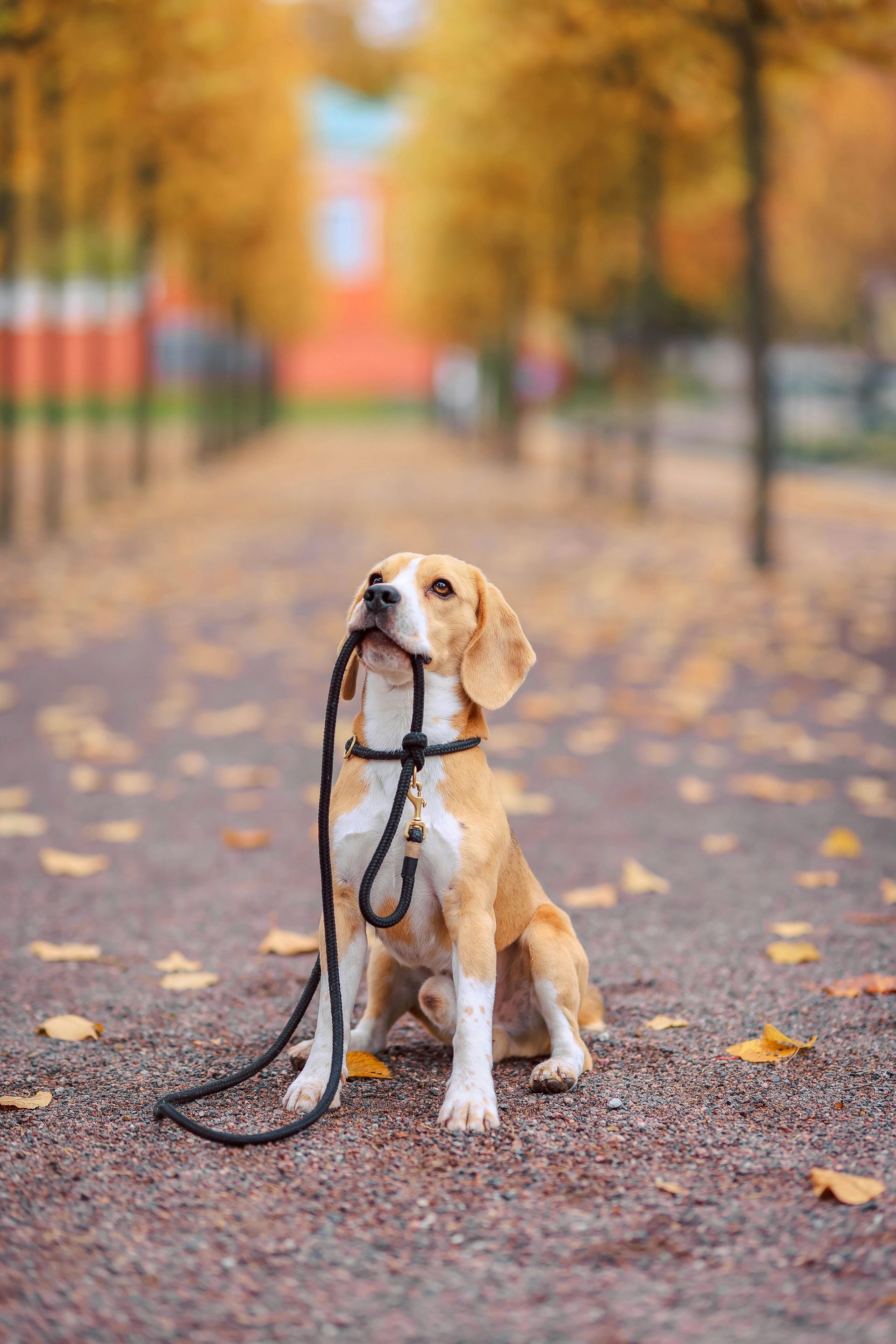 Dog sitting calmly off leash outdoors