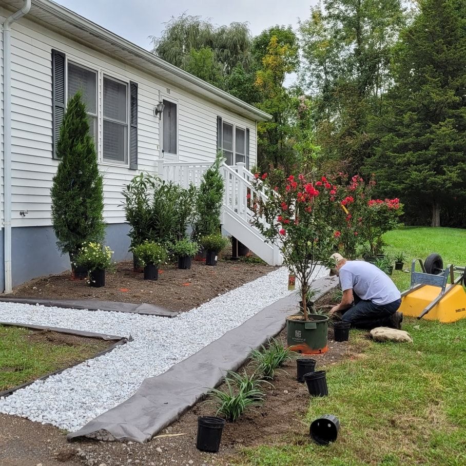 A close up of a plant with lots of green leaves and branches.