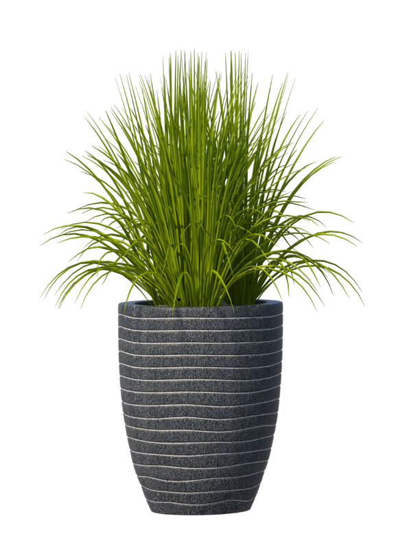 A plant in a black pot on a white background.