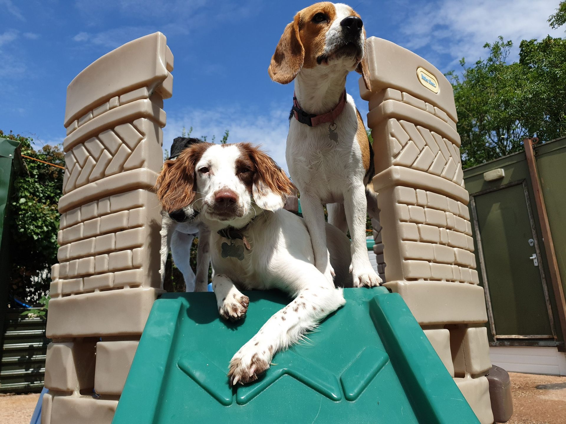 A Dogs Day Out - Pinhoe 26