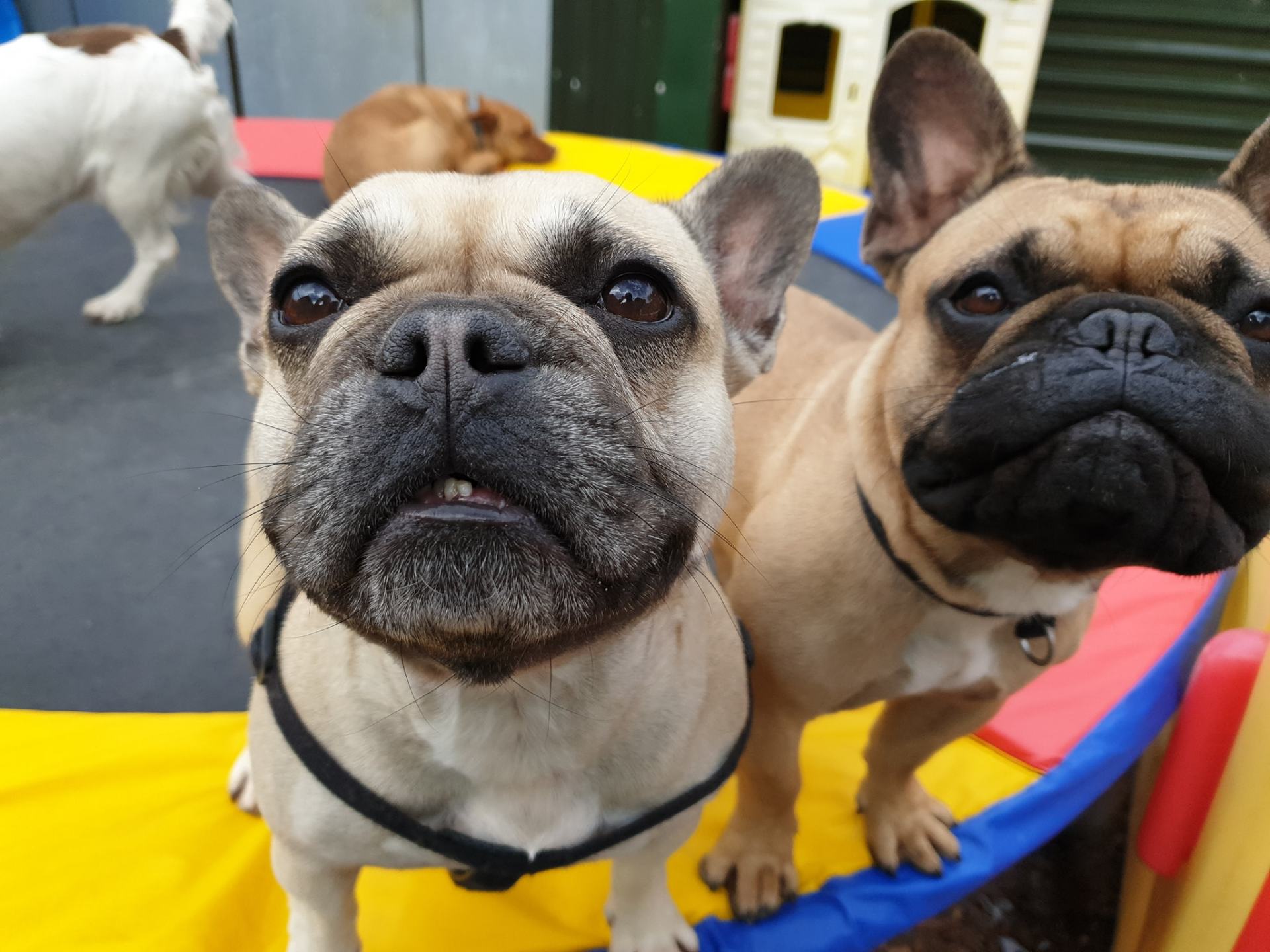 A Dogs Day Out - Pinhoe 17