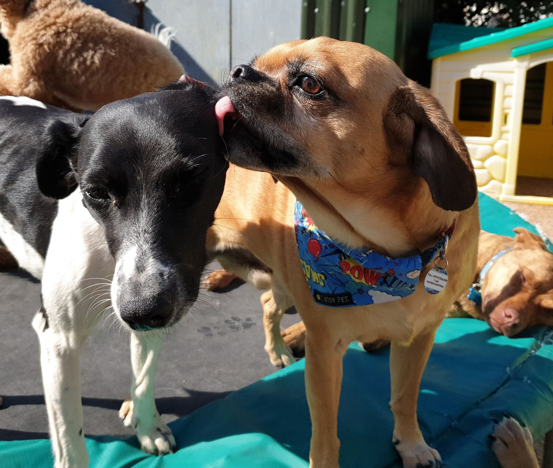 A Dogs Day Out - Pinhoe 26