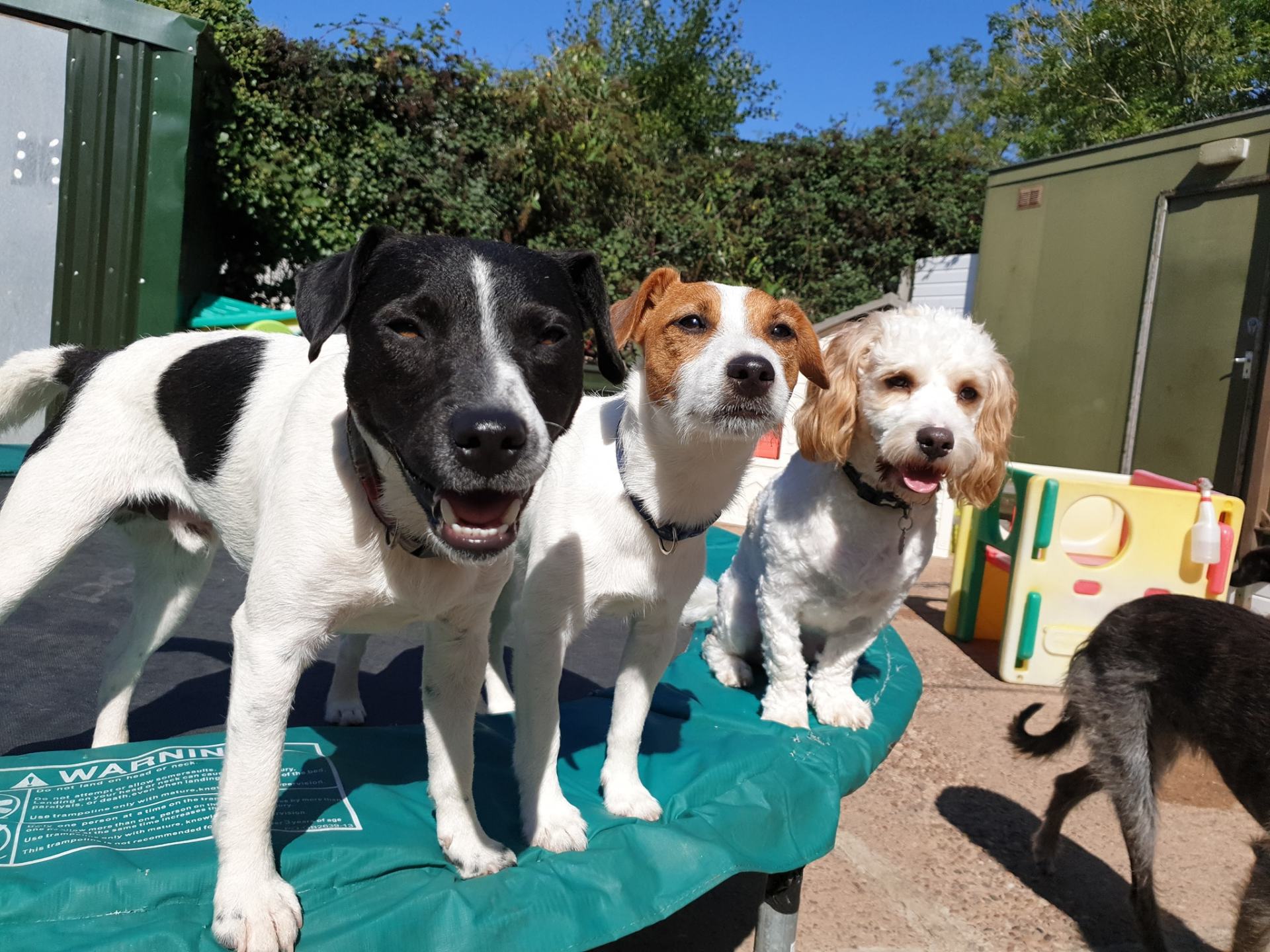 A Dogs Day Out - Pinhoe 20