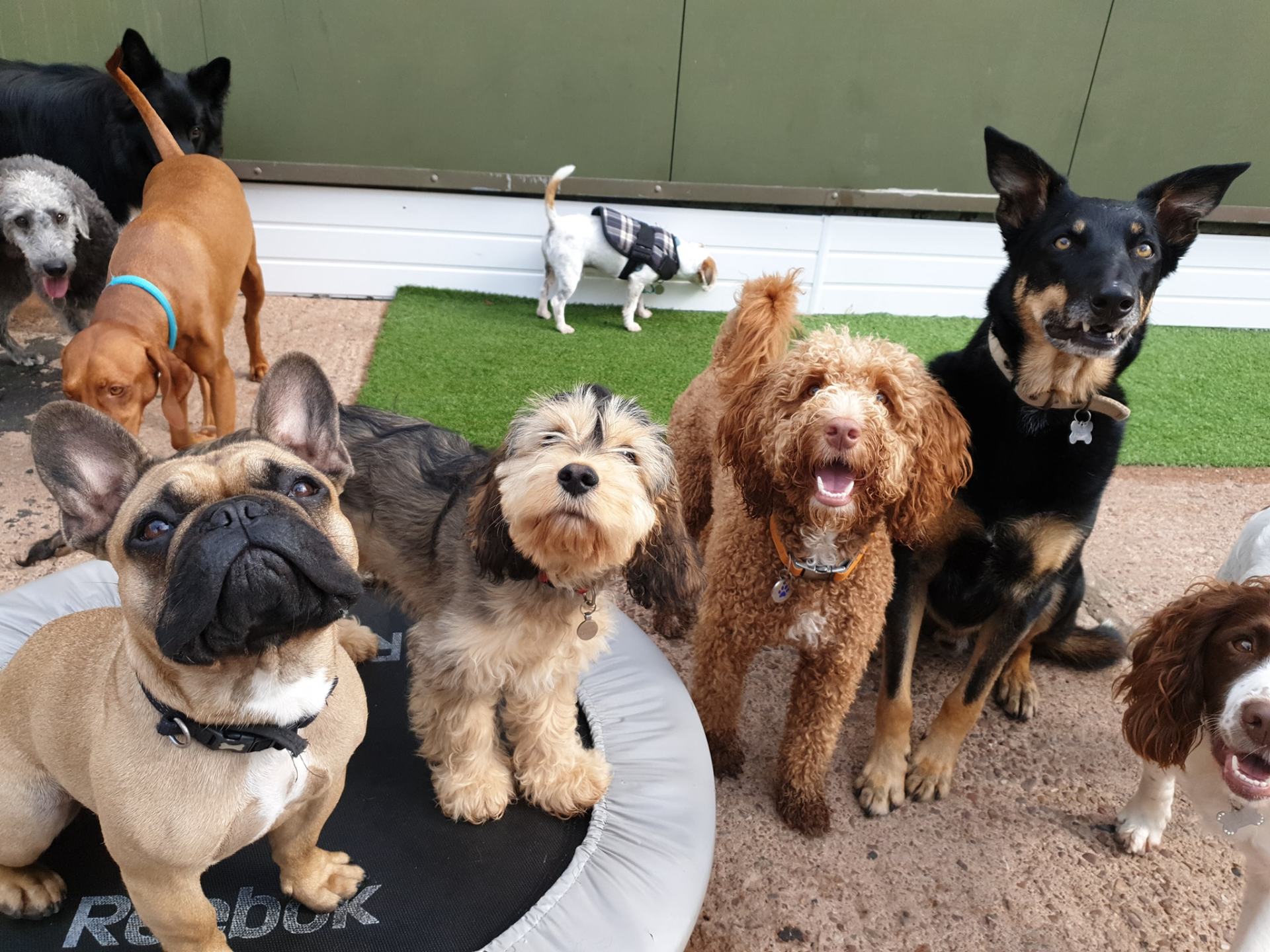 doggy day-care centre