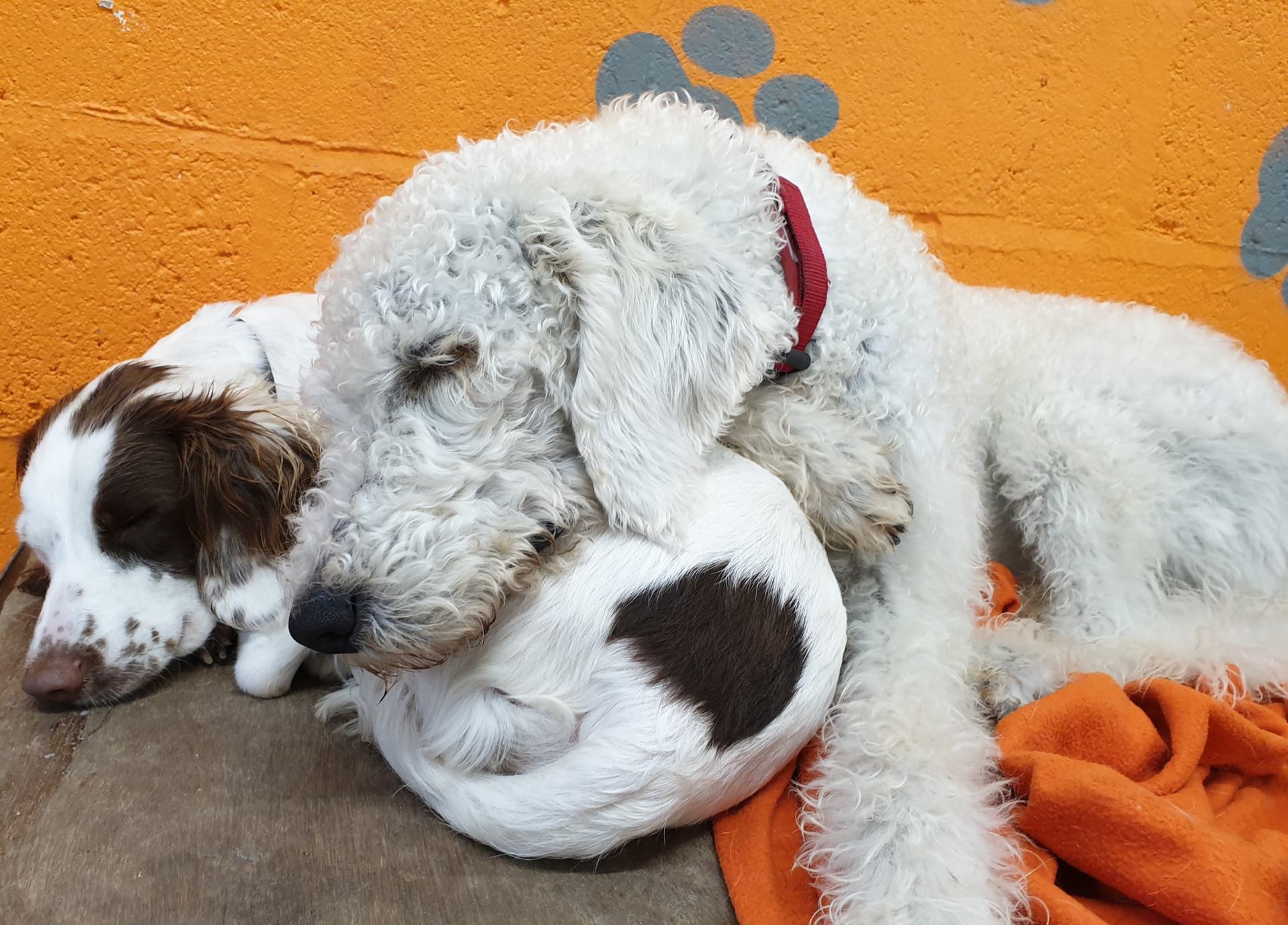 A Dogs Day Out - Pinhoe 18