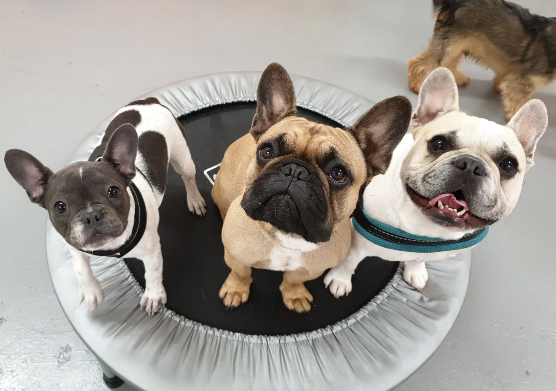 A Dogs Day Out - Pinhoe 21