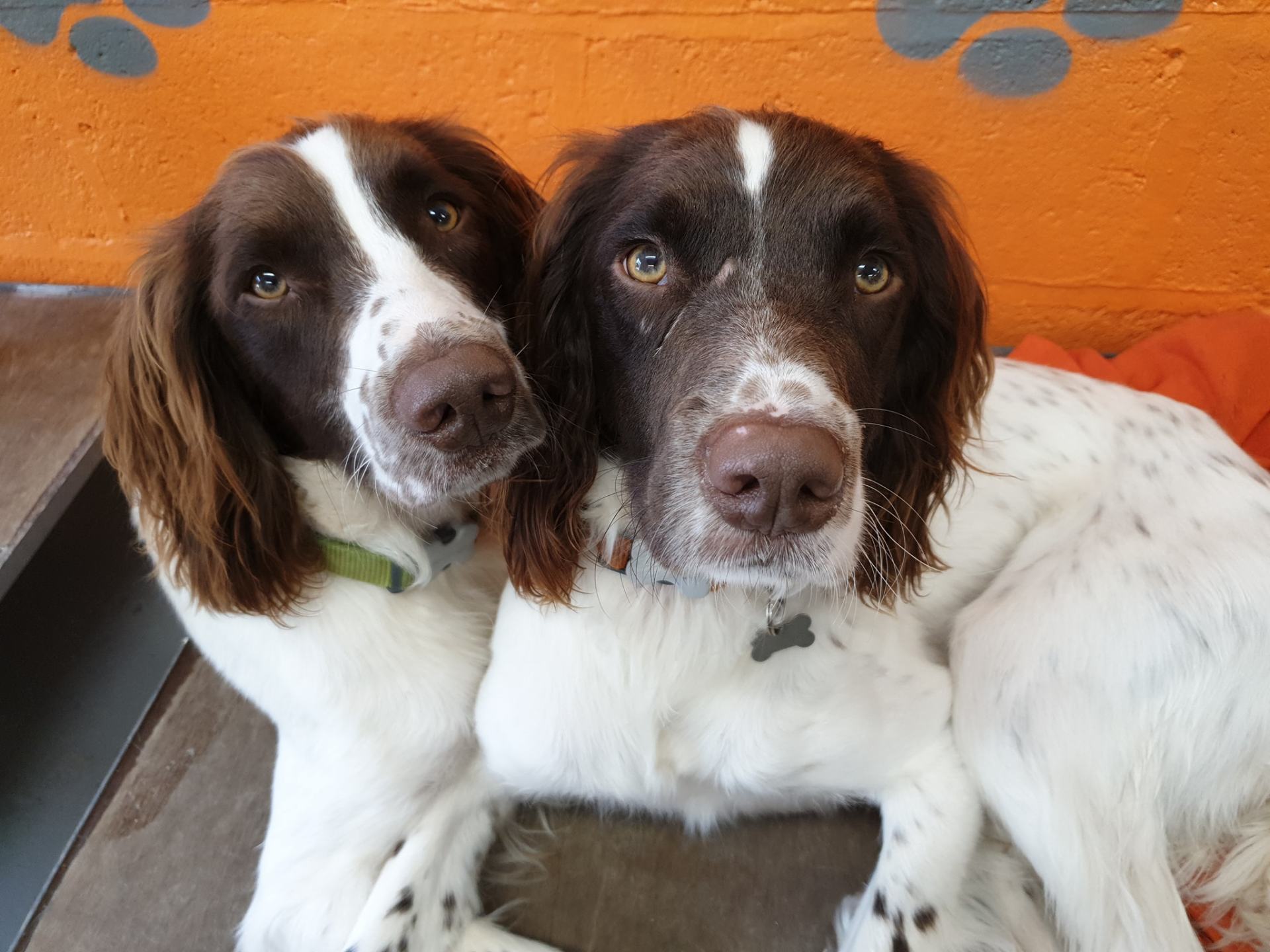 A Dogs Day Out - Pinhoe 2