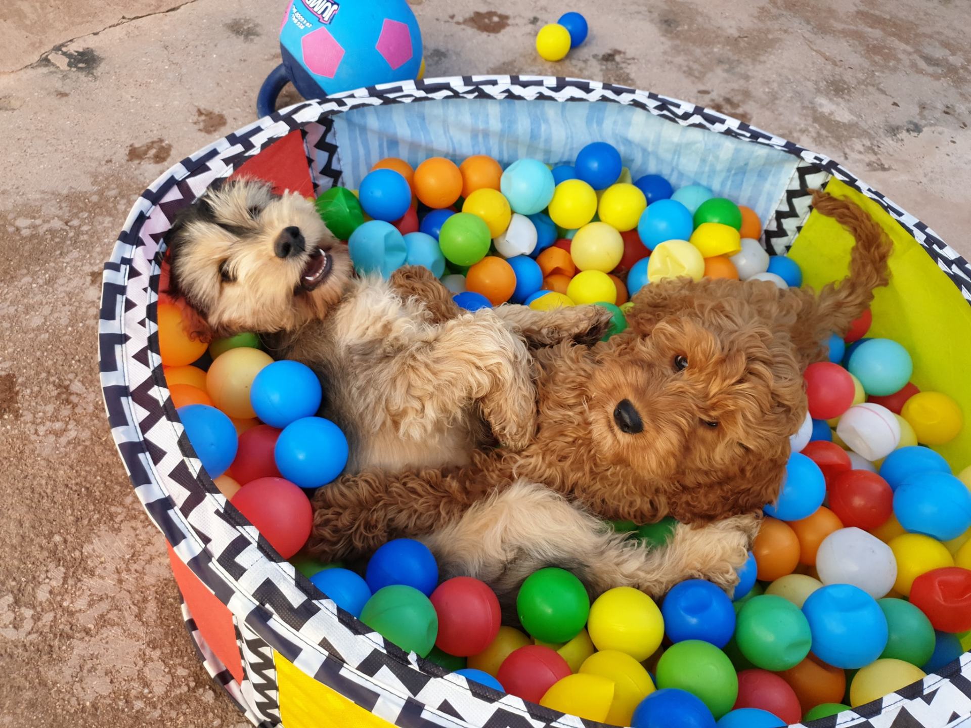 A Dogs Day Out - Pinhoe 23